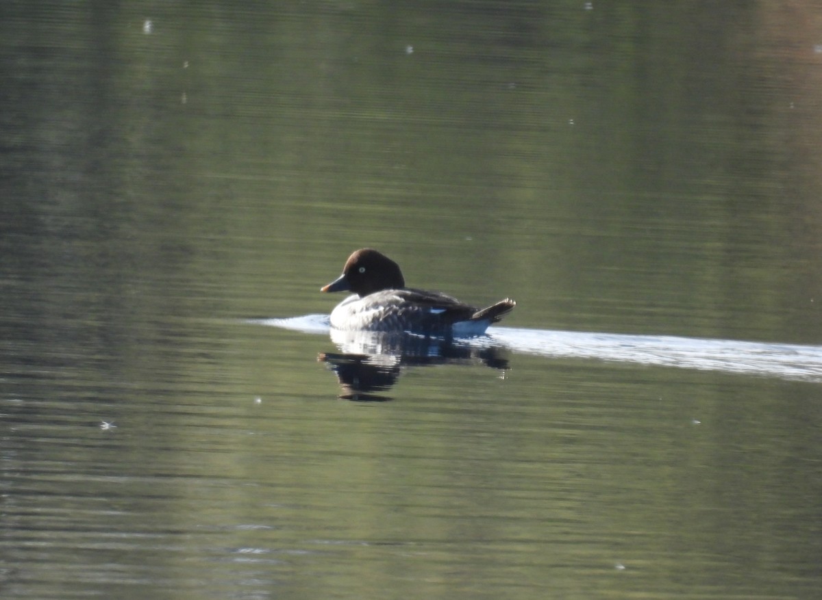 Common Goldeneye - ML646187441