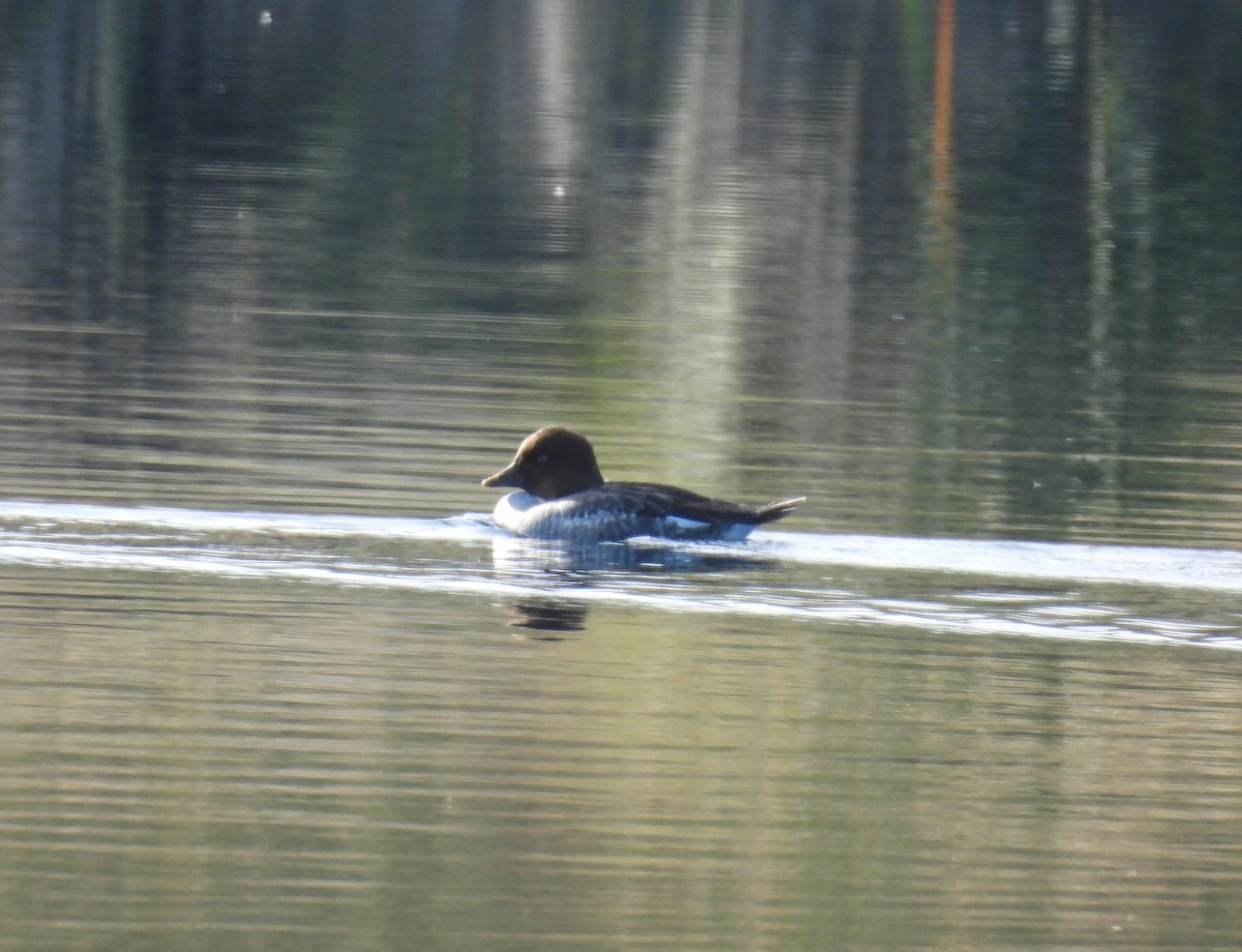 Common Goldeneye - ML646187442