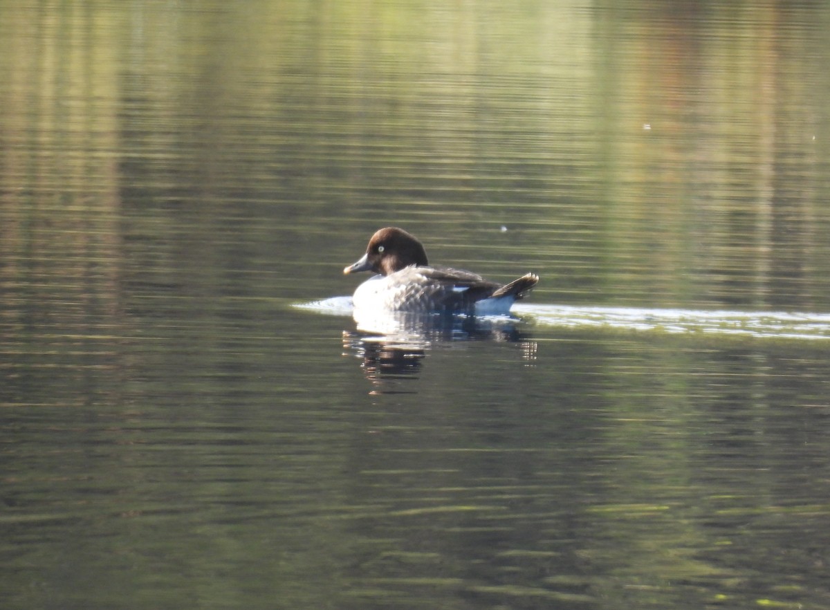 Common Goldeneye - ML646187443