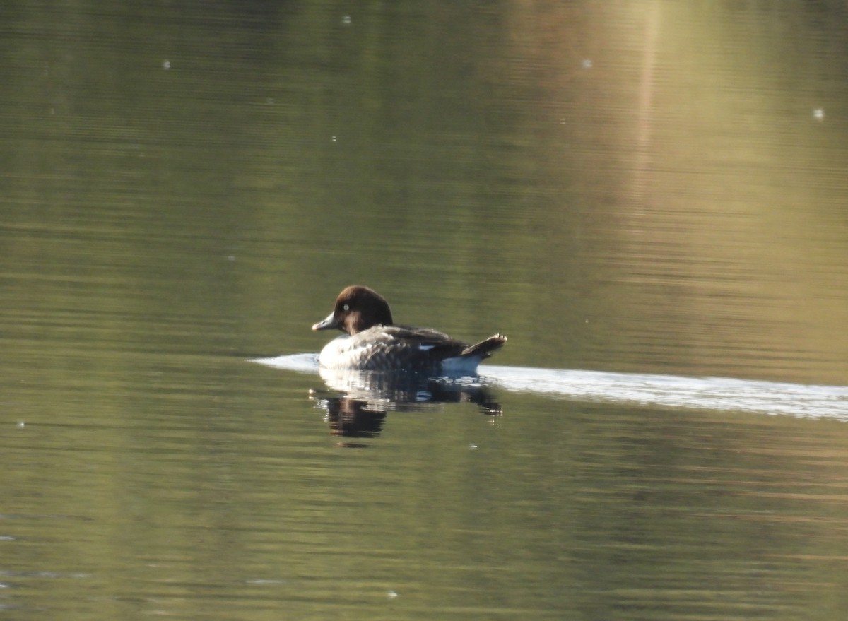 Common Goldeneye - ML646187444