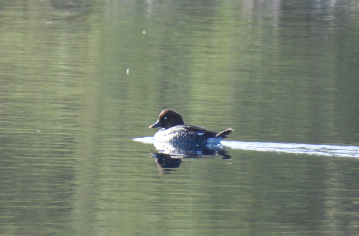Common Goldeneye - ML646187448