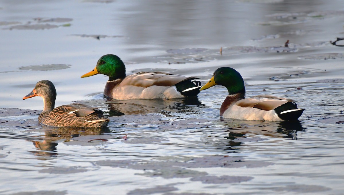 Mallard - ML646187449