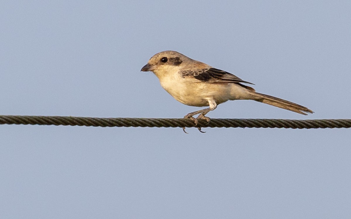 Bay-backed Shrike - ML646187450