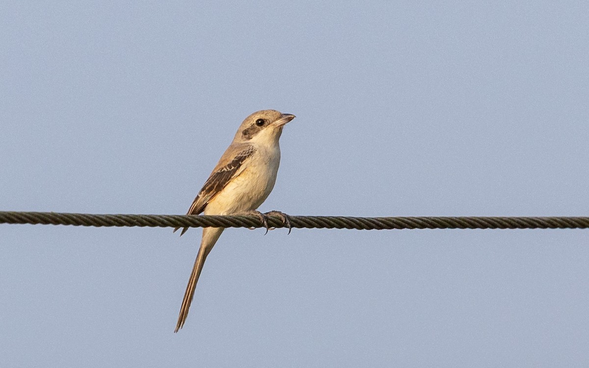 Bay-backed Shrike - ML646187451