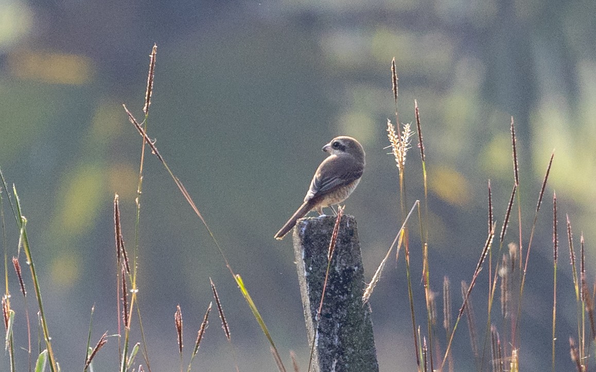 Brown Shrike - ML646187453