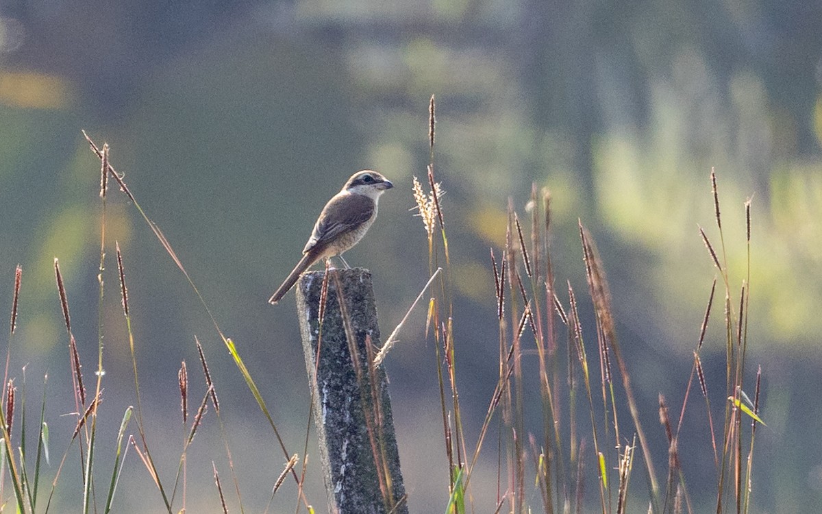 Brown Shrike - ML646187454