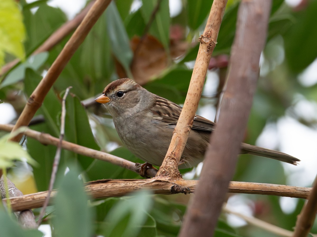 strnadec bělopásý - ML646187460