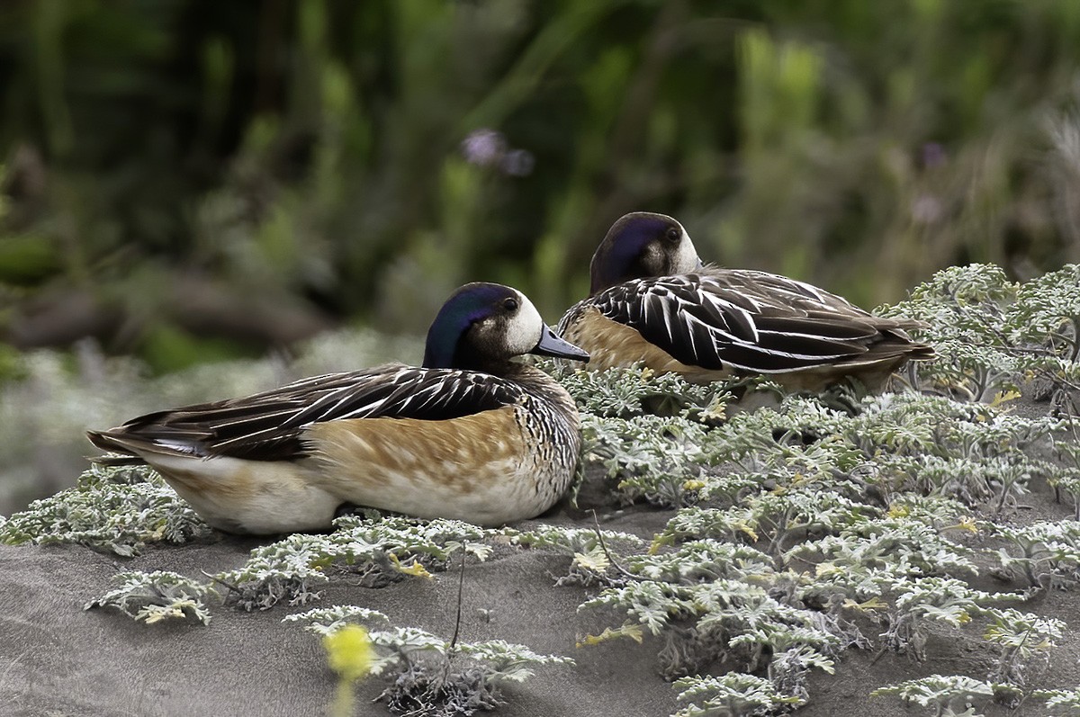 Chiloe Wigeon - ML646187461
