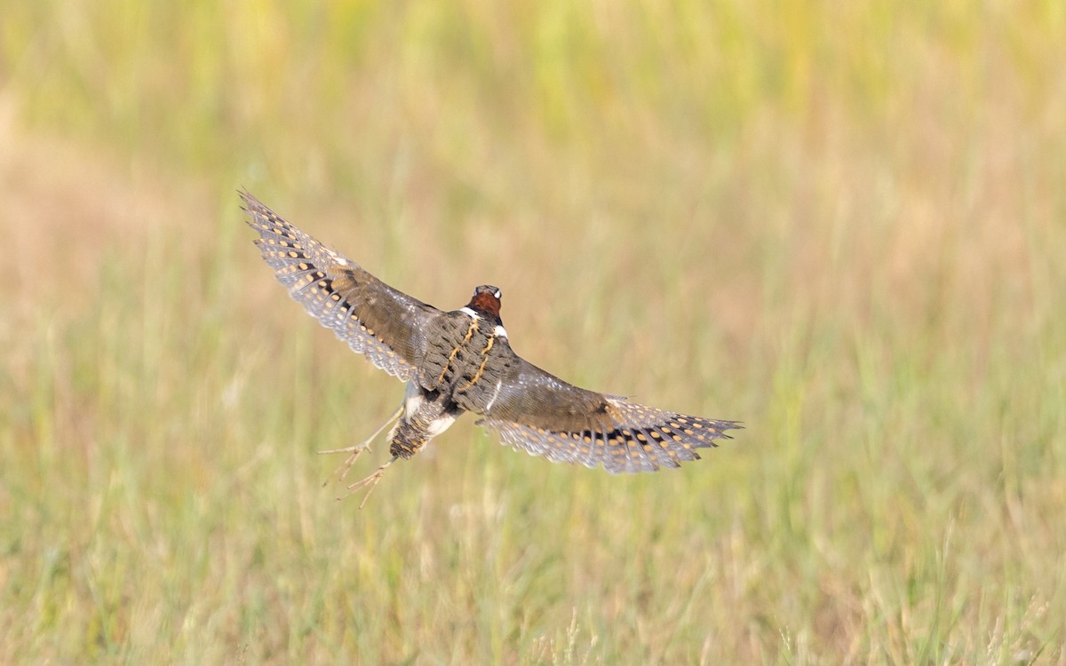 Greater Painted-Snipe - ML646187466