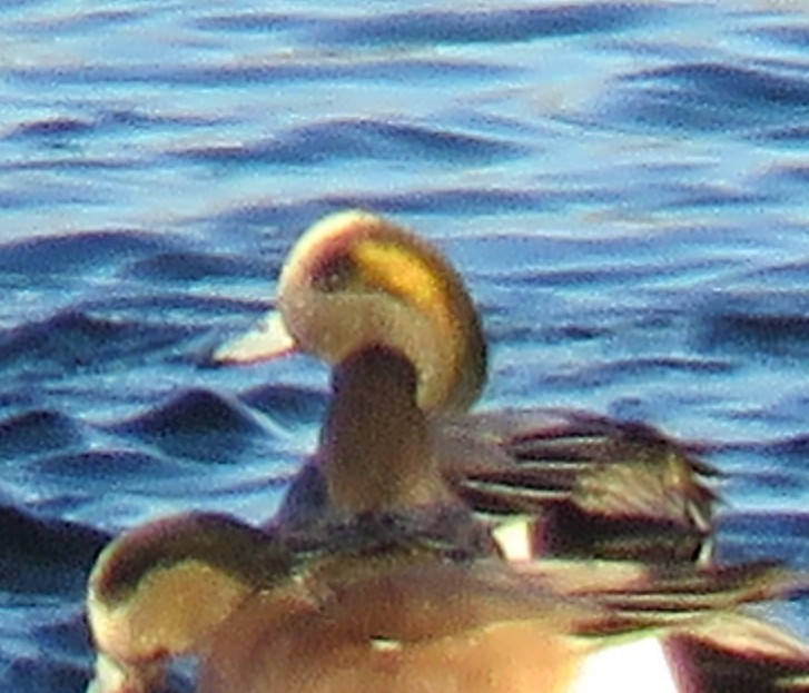 American Wigeon - ML646187474