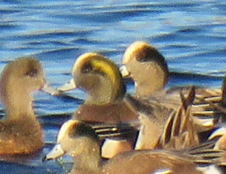 American Wigeon - ML646187475