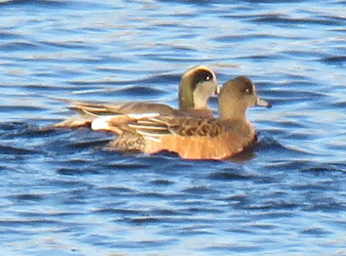 American Wigeon - ML646187476