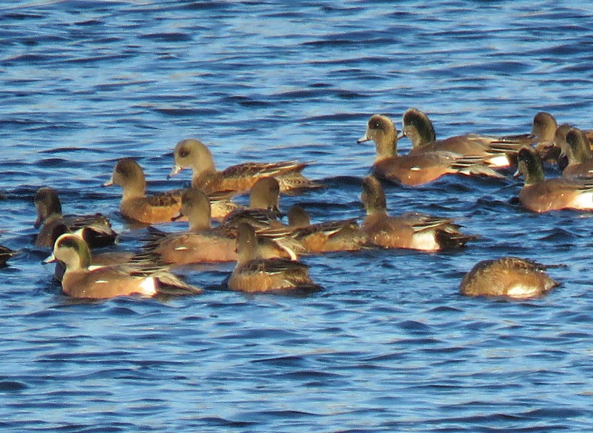American Wigeon - ML646187477