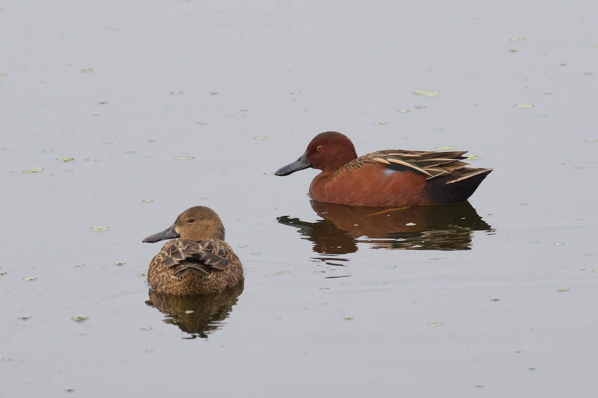 Cinnamon Teal - ML646187478