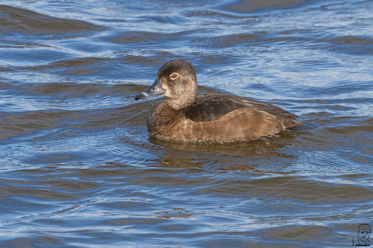 Ring-necked Duck - ML646187479