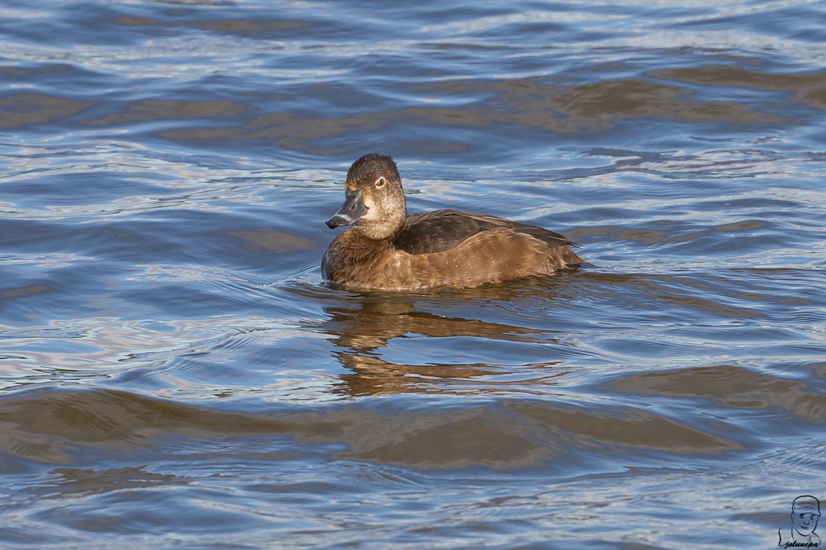 Ring-necked Duck - ML646187480