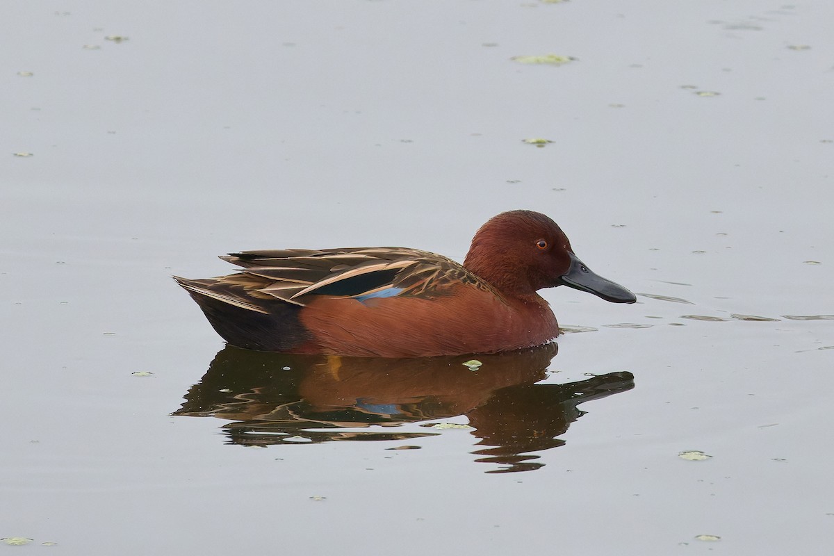Cinnamon Teal - ML646187483