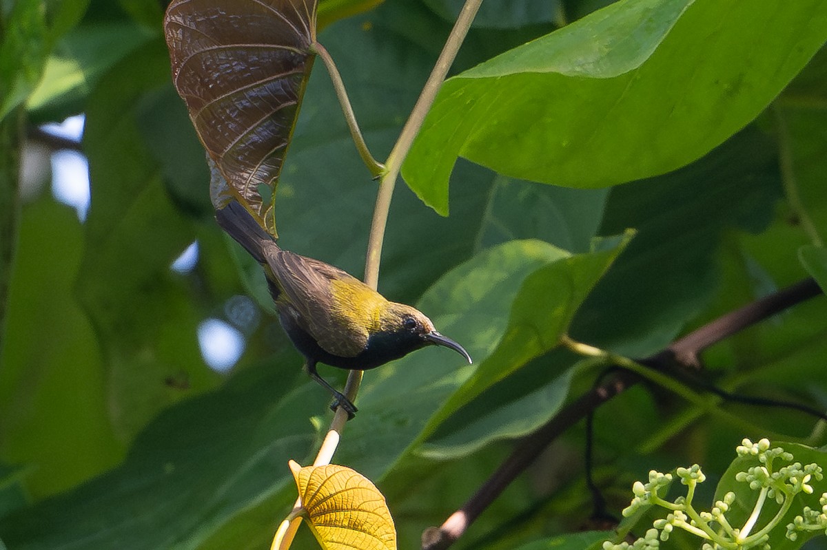 South Moluccan Sunbird - ML646187484
