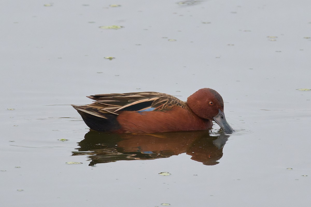 Cinnamon Teal - ML646187486