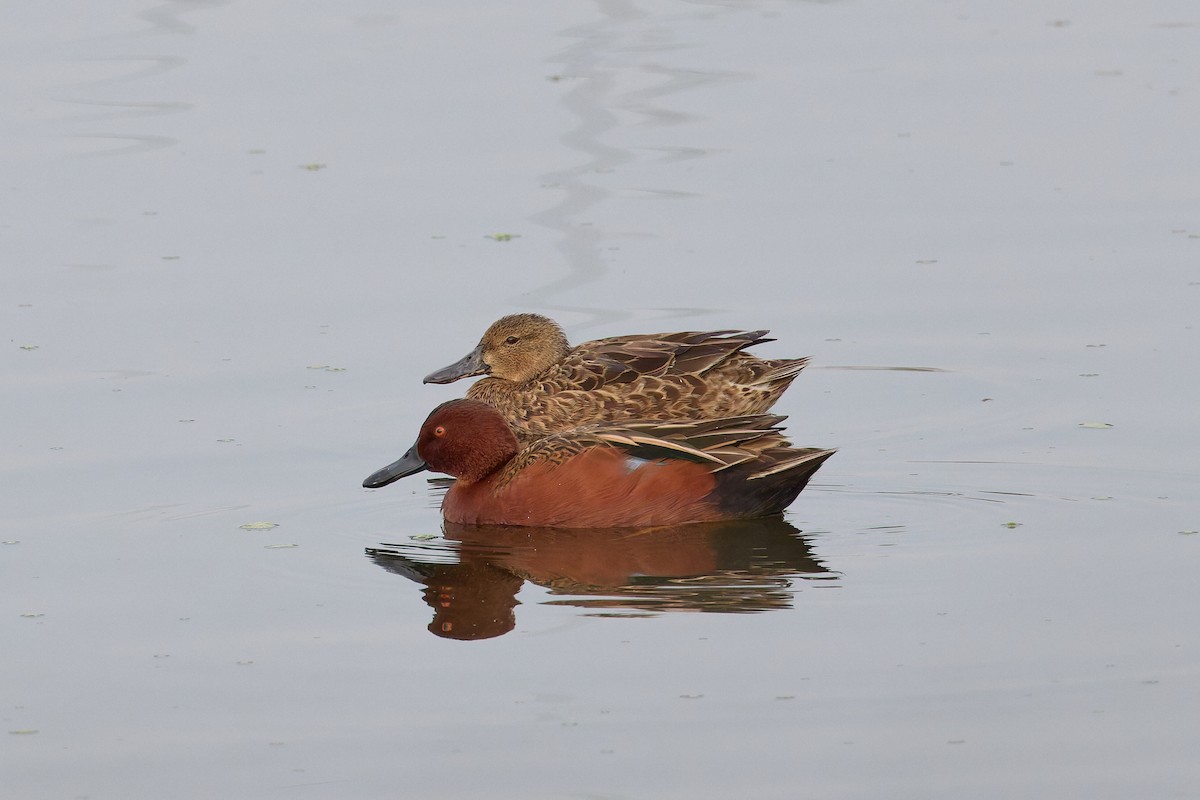 Cinnamon Teal - ML646187488