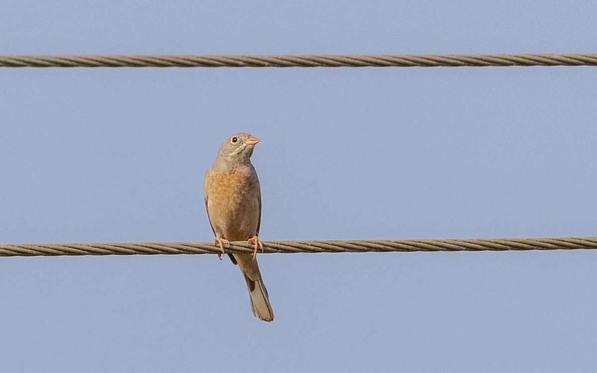 Gray-necked Bunting - ML646187490