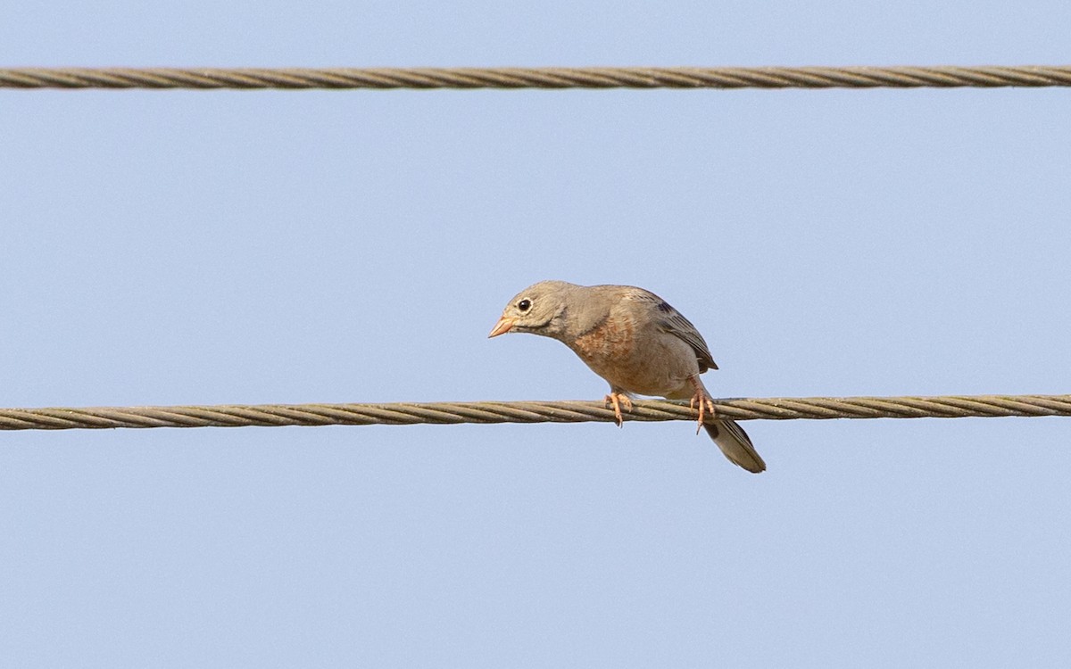 Gray-necked Bunting - ML646187491