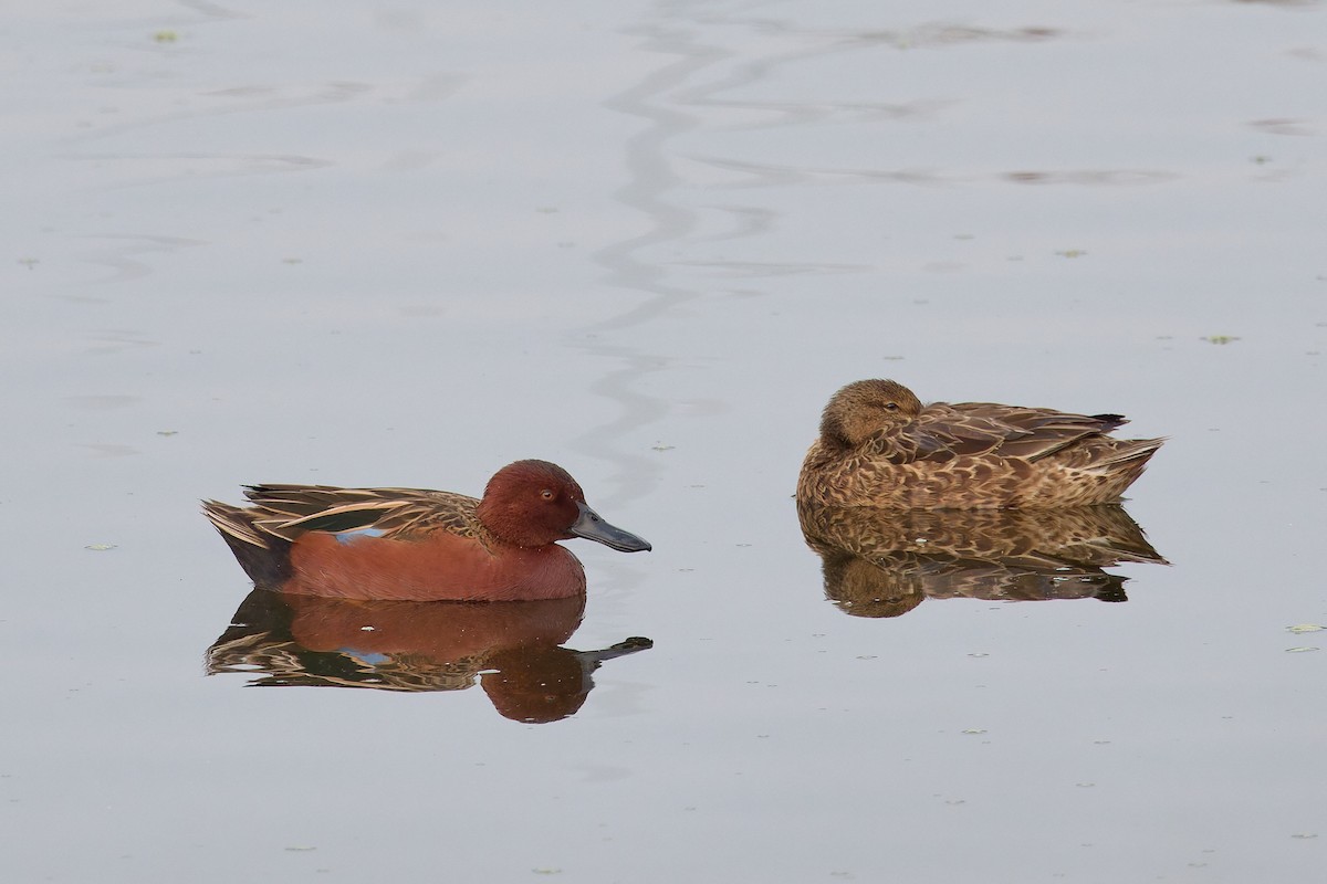 Cinnamon Teal - ML646187492