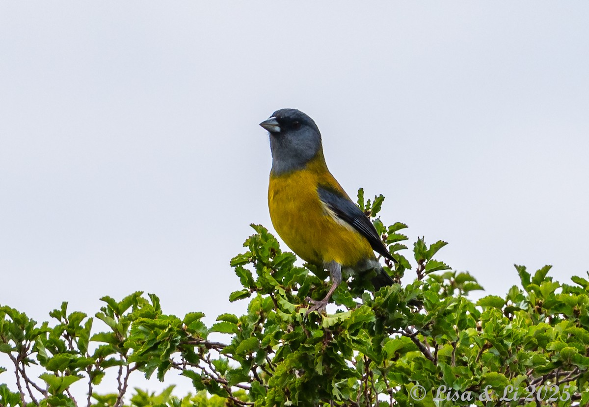 Patagonian Sierra Finch - ML646187493