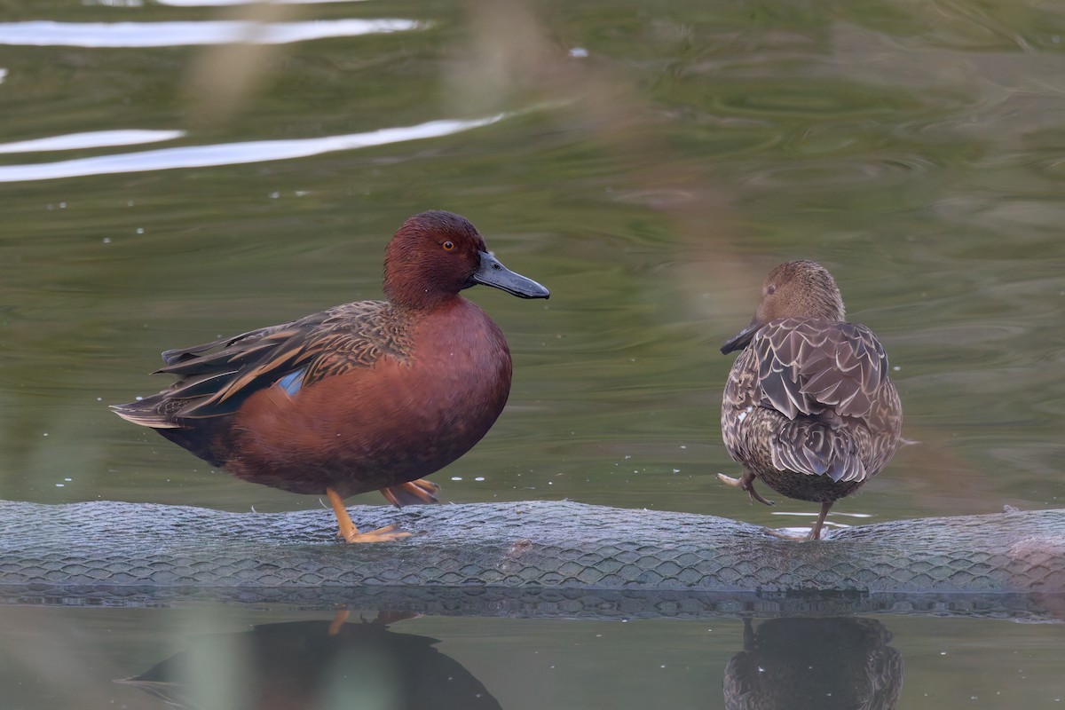 Cinnamon Teal - ML646187496