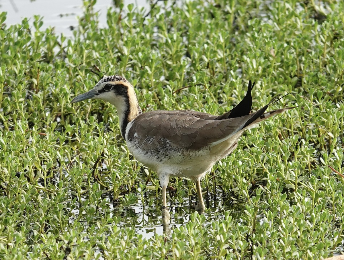 fasanbladhøne - ML646187497