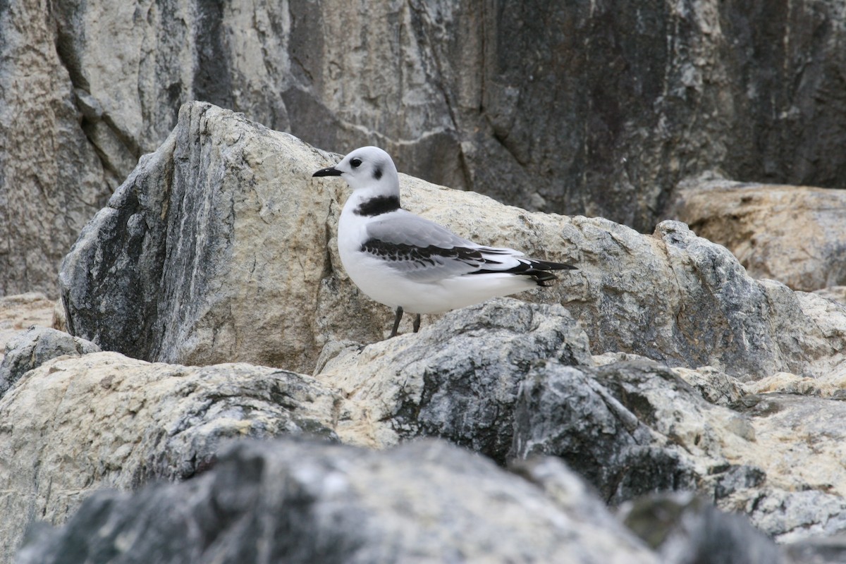 Kara Ayaklı Martı (tridactyla) - ML646187498