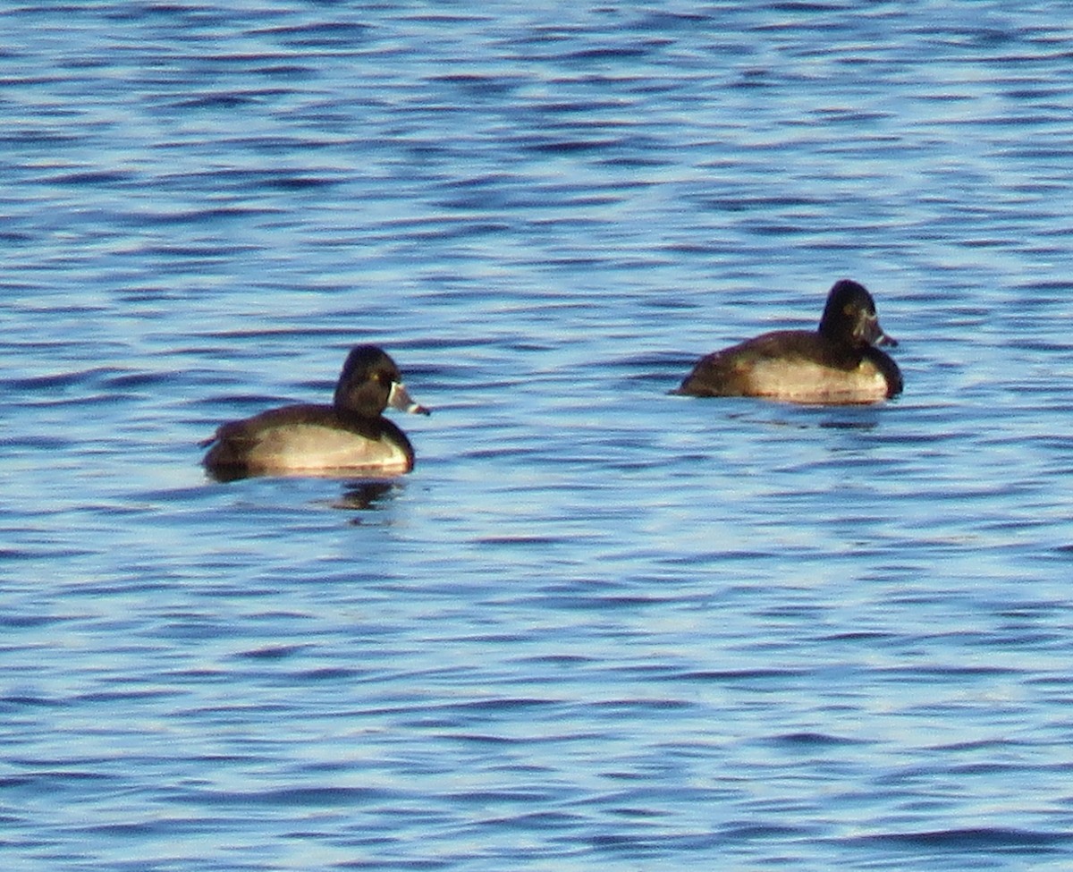 Ring-necked Duck - ML646187499