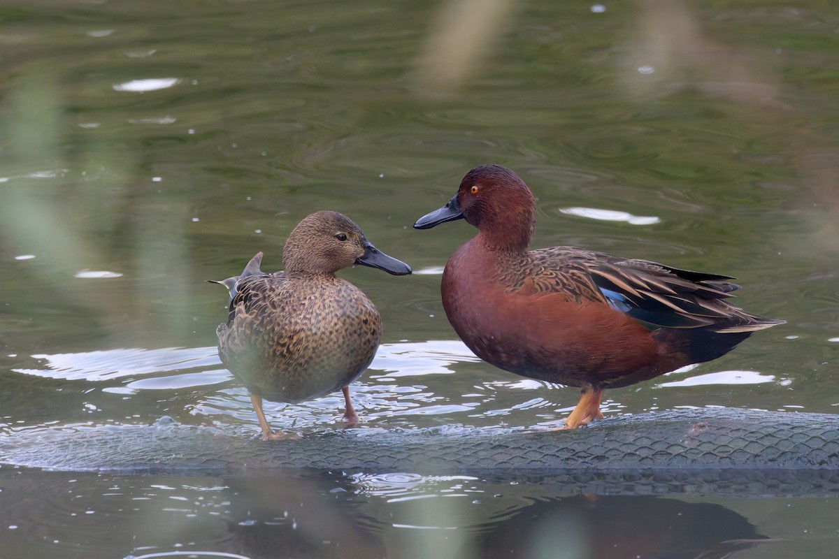 Cinnamon Teal - ML646187502