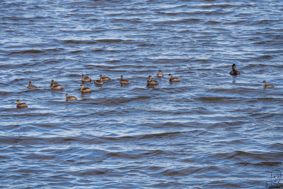Little Grebe - ML646187506