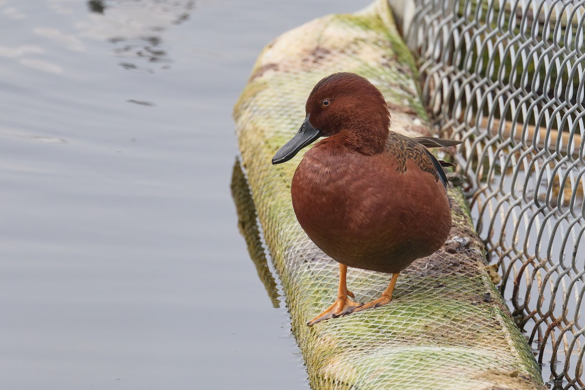 Cinnamon Teal - ML646187508