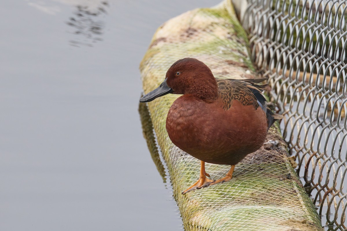 Cinnamon Teal - ML646187509