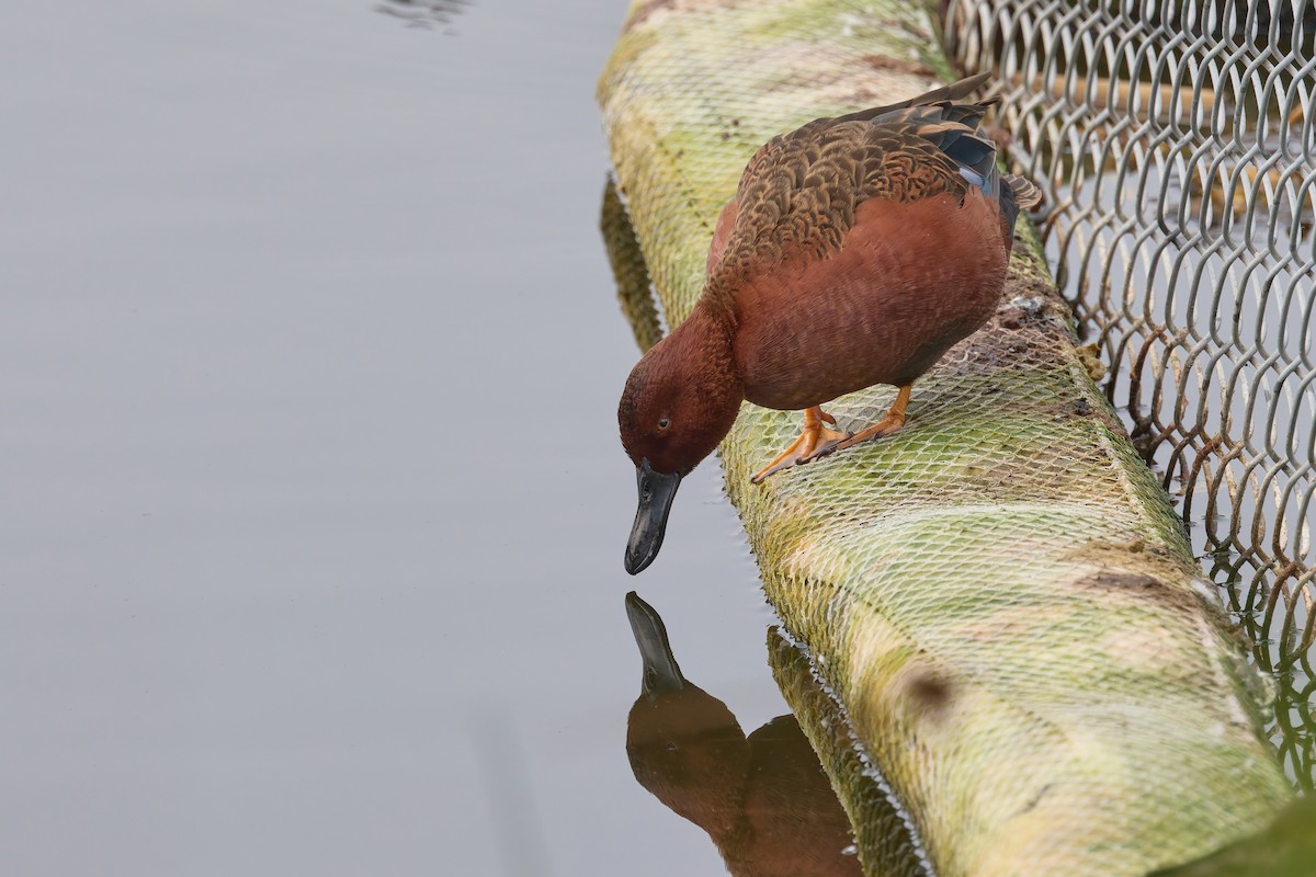 Cinnamon Teal - ML646187511