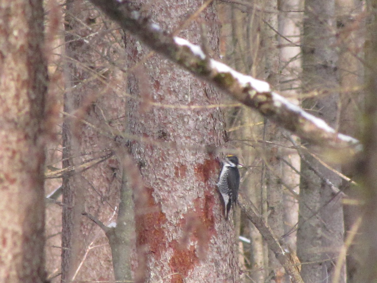 Black-backed Woodpecker - ML646187515