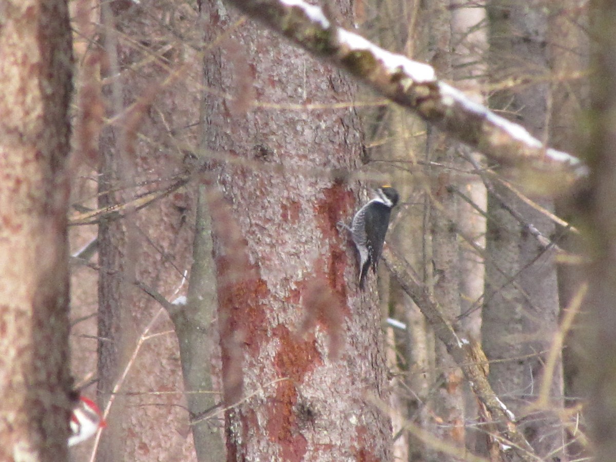 Black-backed Woodpecker - ML646187516