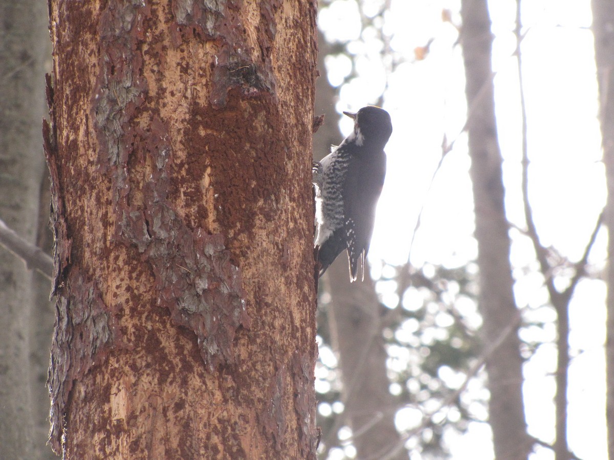 Black-backed Woodpecker - ML646187517