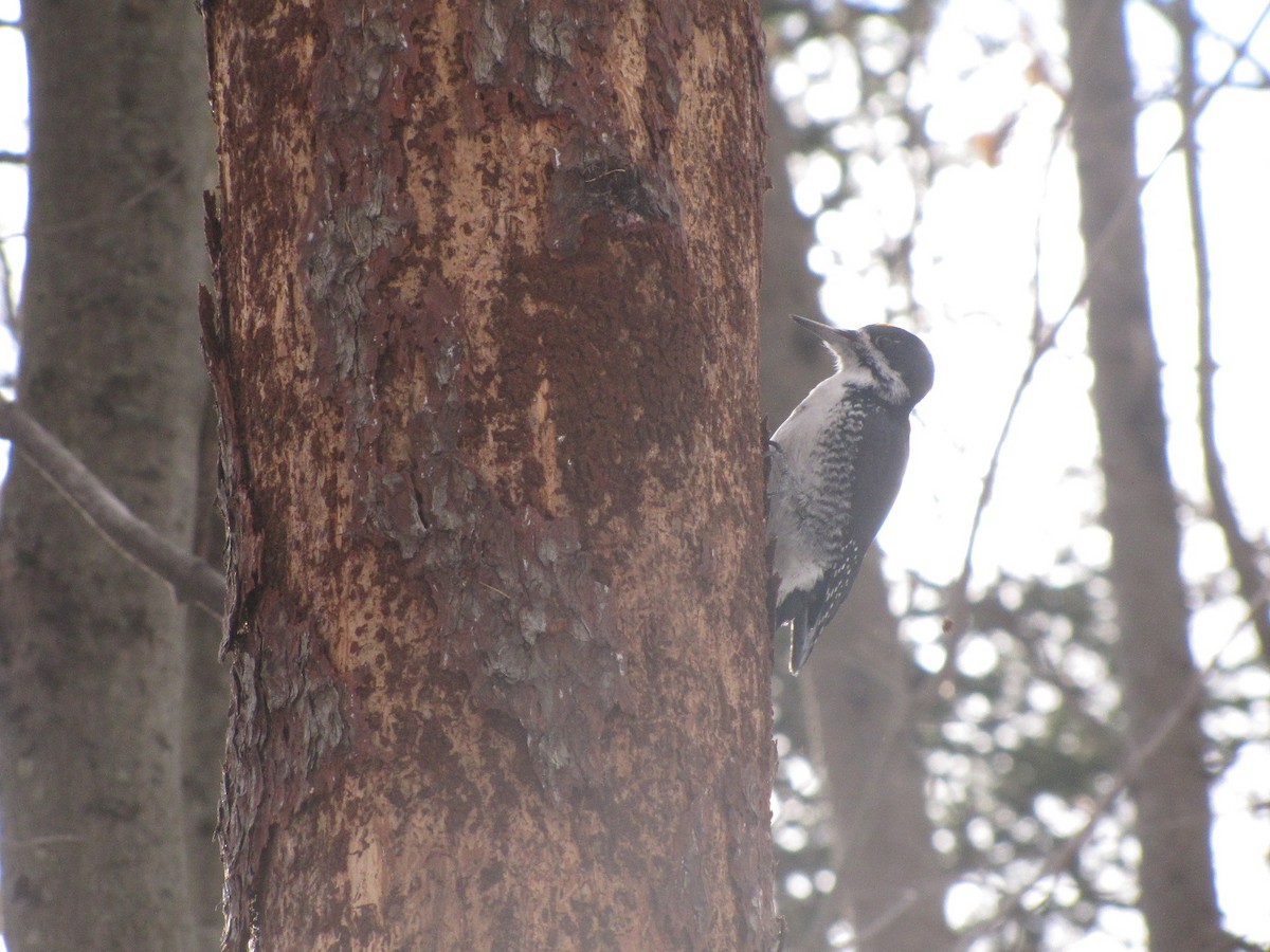 Black-backed Woodpecker - ML646187518