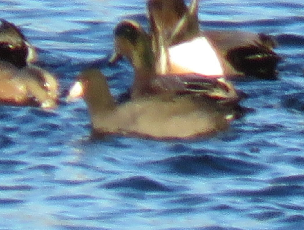 American Coot - ML646187532