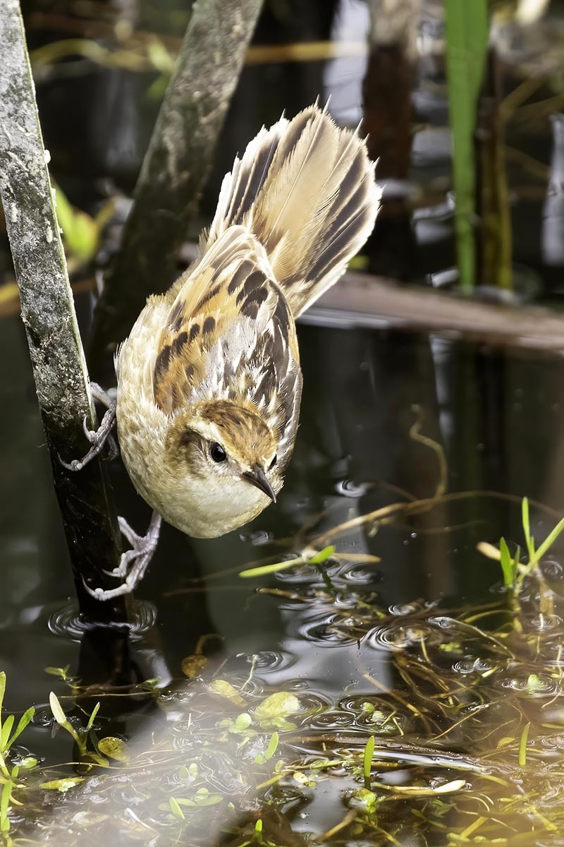 Junquero troglodyte - ML646187535