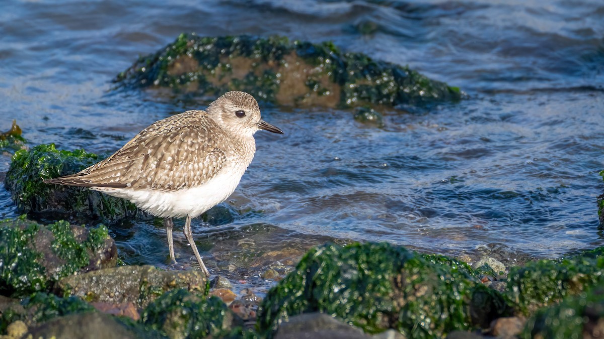 חופזי מנומר - ML646187543