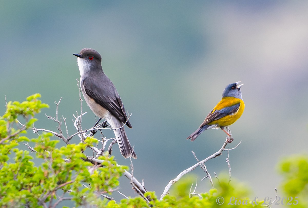 Patagonian Sierra Finch - ML646187547