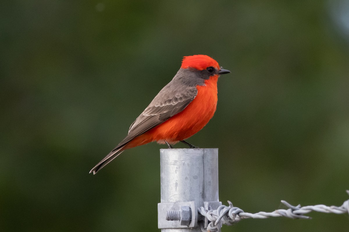 Vermilion Flycatcher - ML646187572
