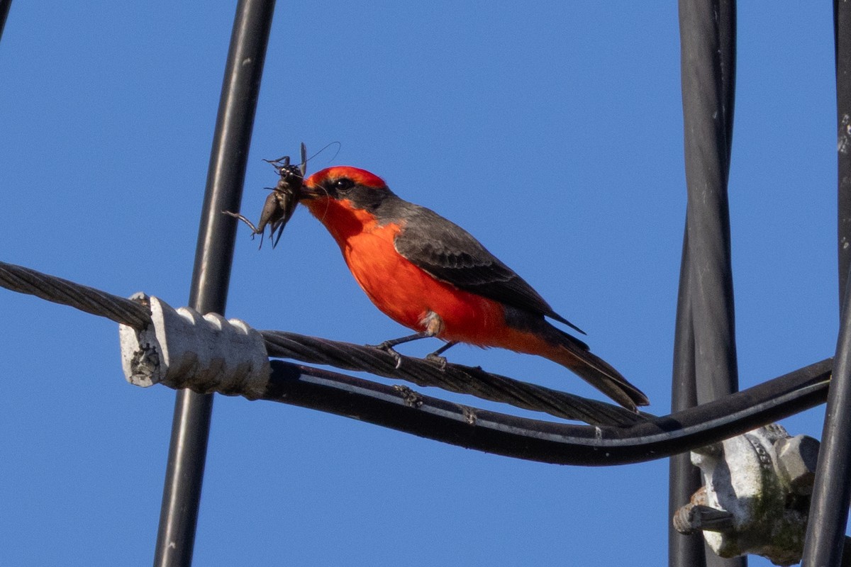 Vermilion Flycatcher - ML646187573