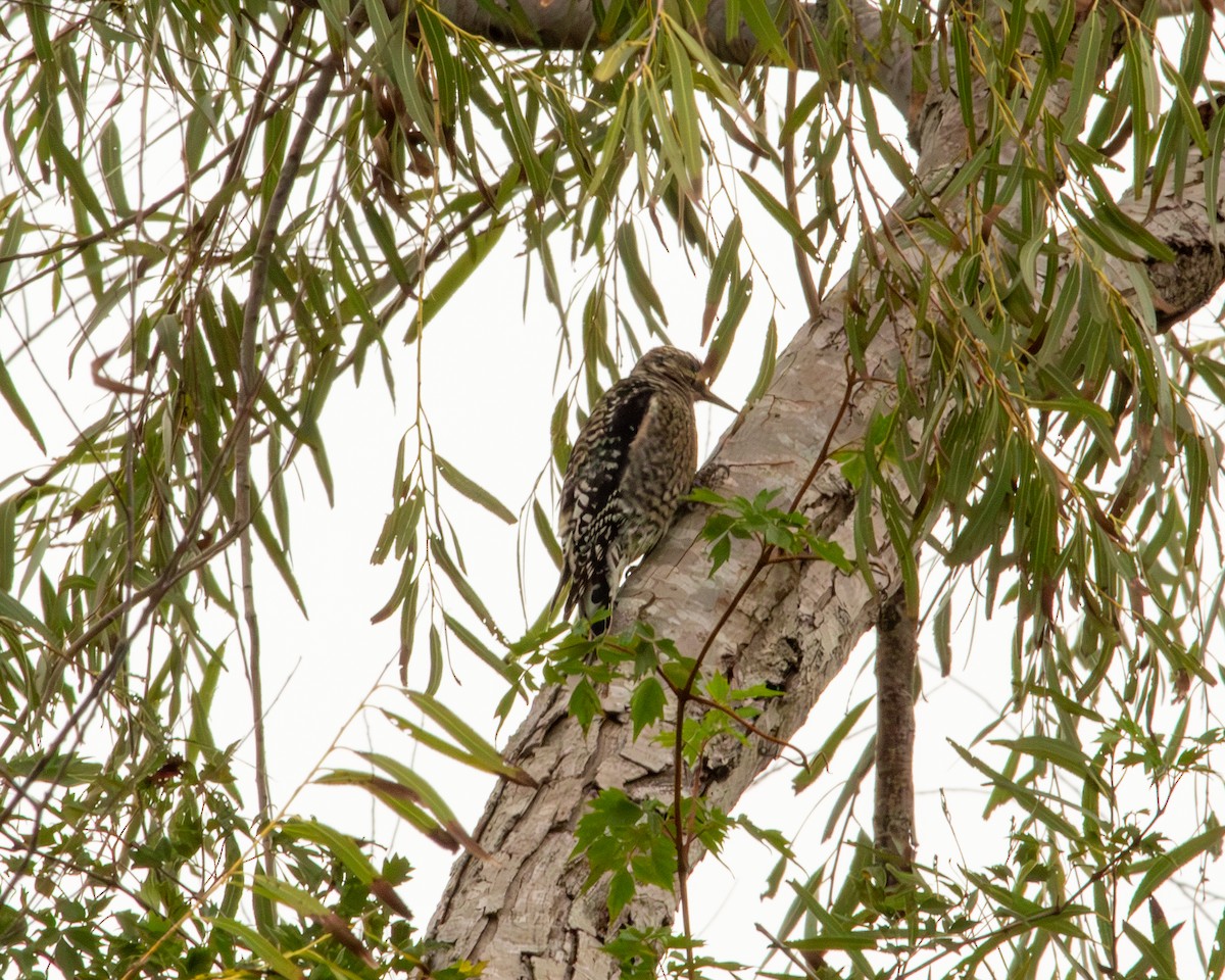Yellow-bellied Sapsucker - ML646187574
