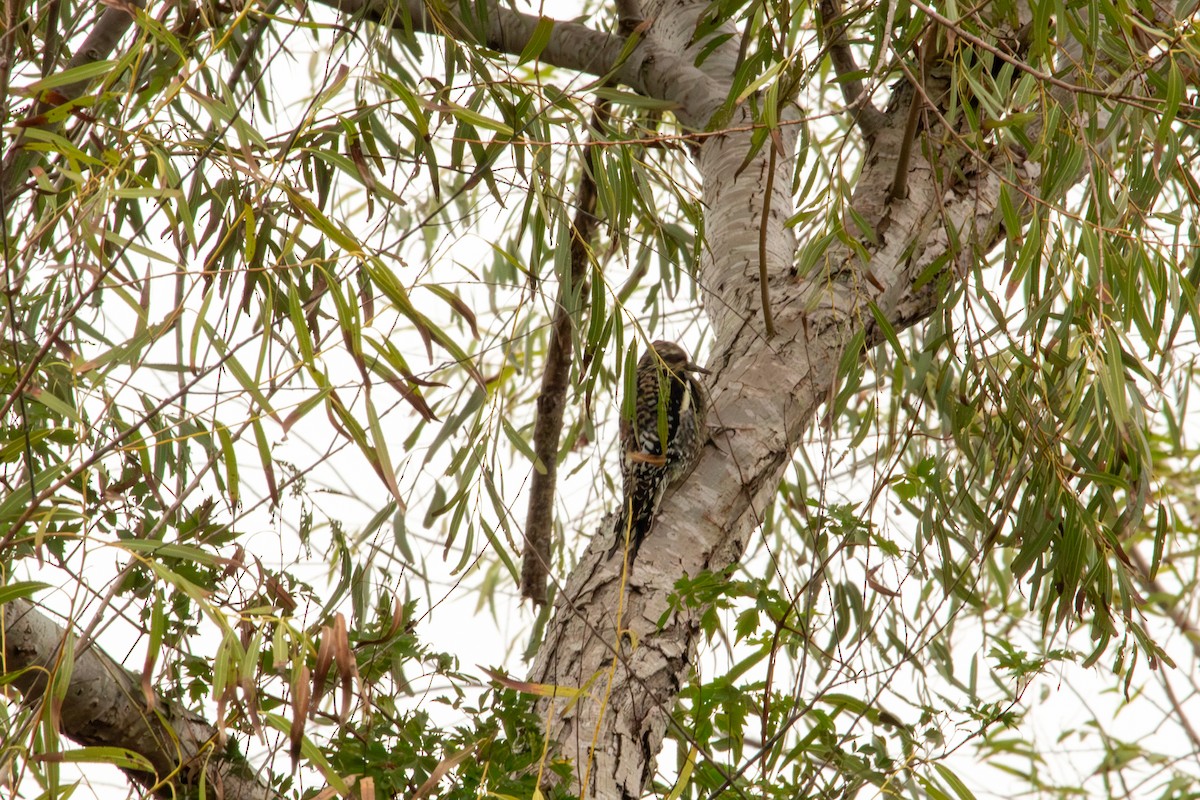 Yellow-bellied Sapsucker - ML646187575