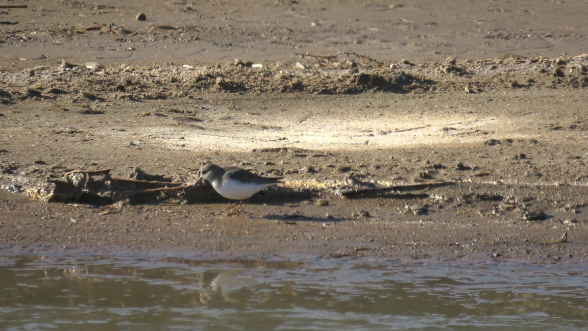 Temminck's Stint - ML646187577